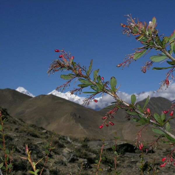 Berberis koehneana Autre