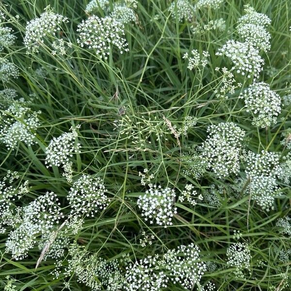 Falcaria vulgaris Flor