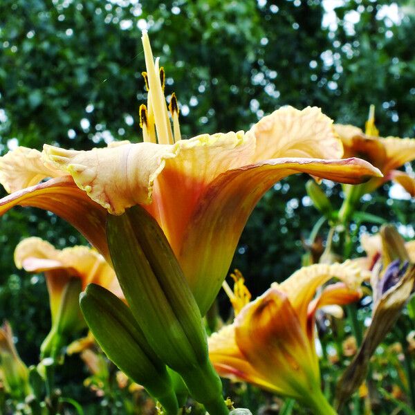 Hemerocallis fulva 花