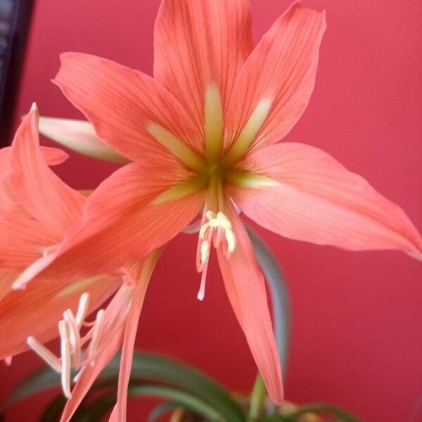 Hippeastrum striatum Flors