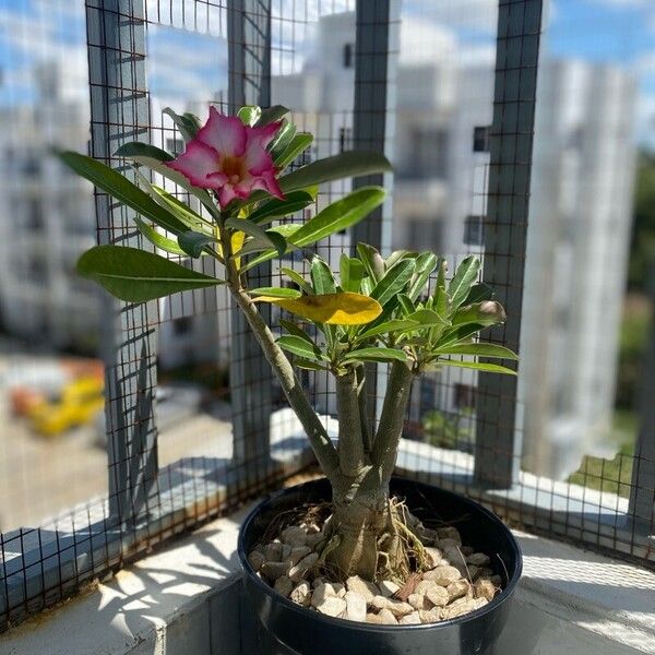 Adenium obesum Flower