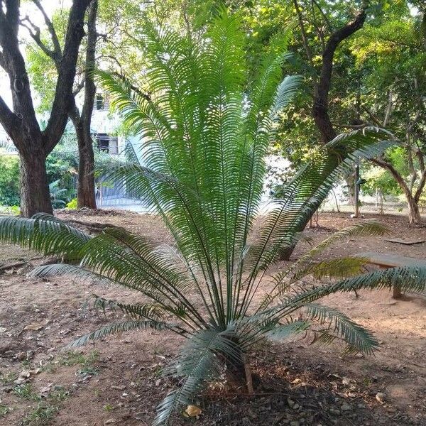 Cycas rumphii List