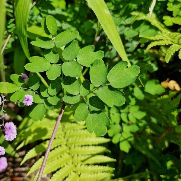 Thalictrum aquilegiifolium Fulla