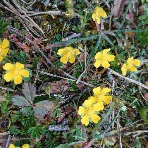 Potentilla intermedia Flor