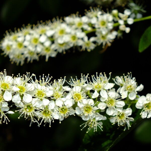 Prunus serotina Fleur