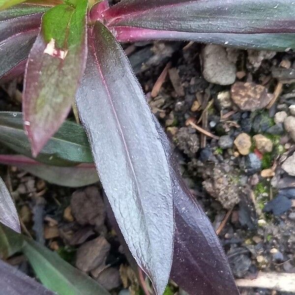 Dianthus barbatus Folha
