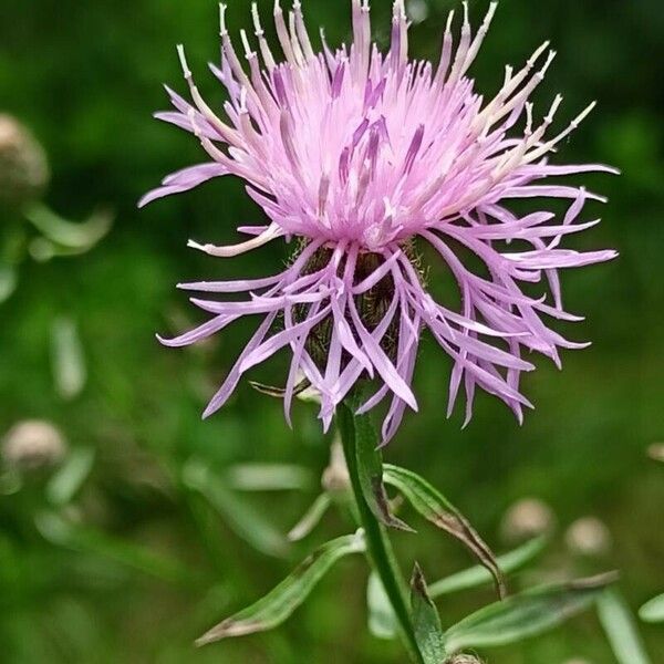 Centaurea stoebe Blomst