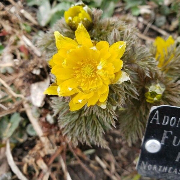 Adonis amurensis Flower