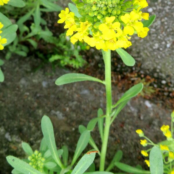 Alyssum montanum Flower