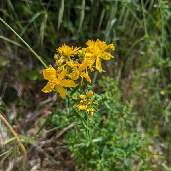 Hypericum perfoliatum Blomst