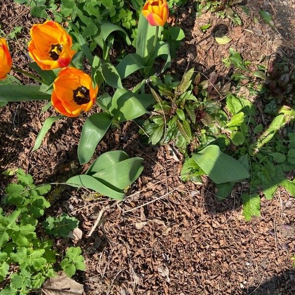 Tulipa gesneriana Цвят
