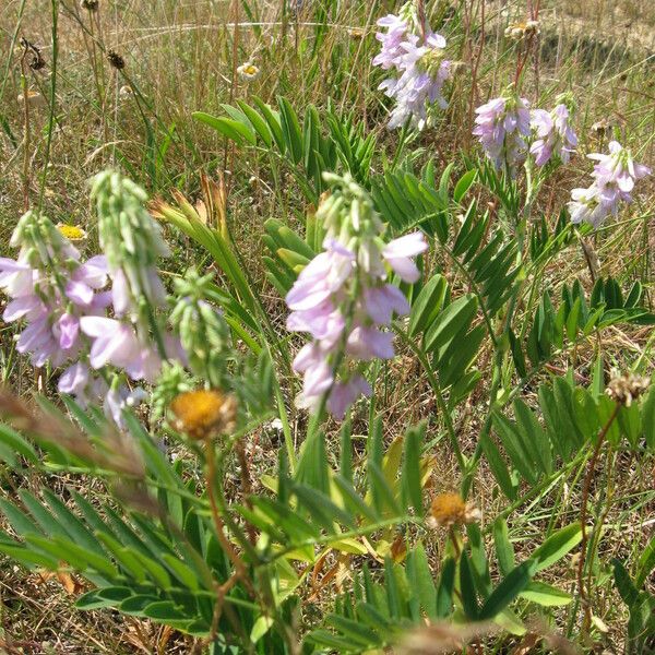 Galega officinalis Õis