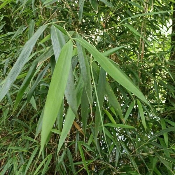 Pseudosasa japonica Leaf