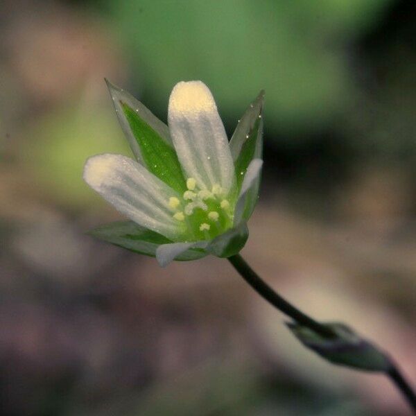 Moenchia erecta 花