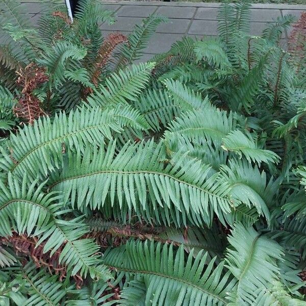 Polystichum munitum Feuille