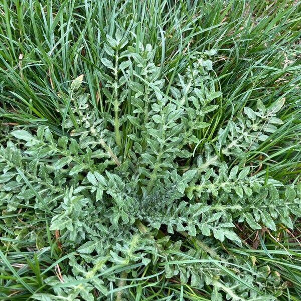 Centaurea calcitrapa 花