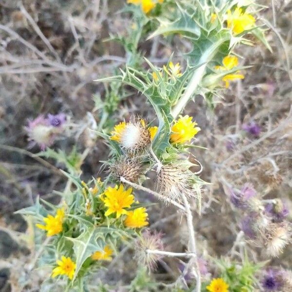 Scolymus maculatus Levél