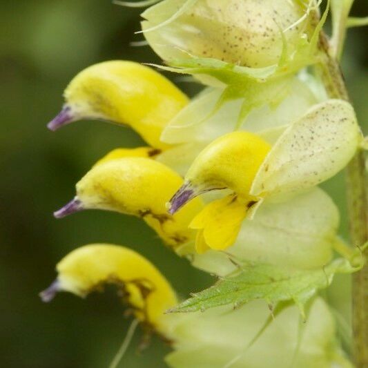 Rhinanthus pumilus Květ