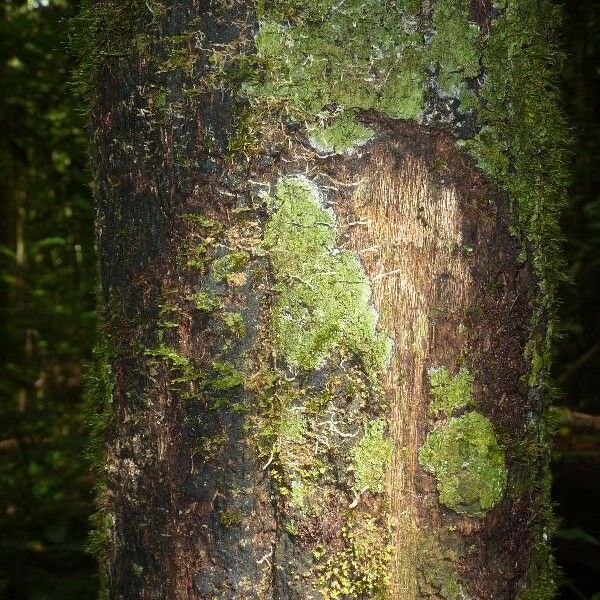 Guatteria wachenheimii Bark