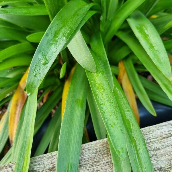 Agapanthus umbellatus Leaf