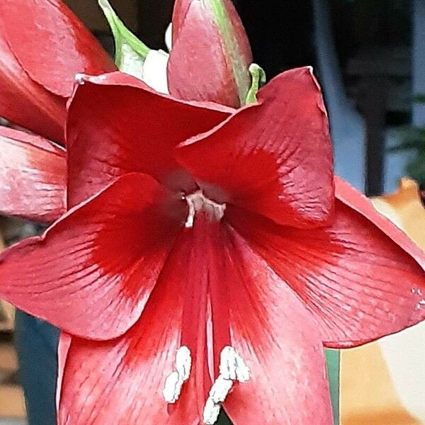 Hippeastrum reginae 花