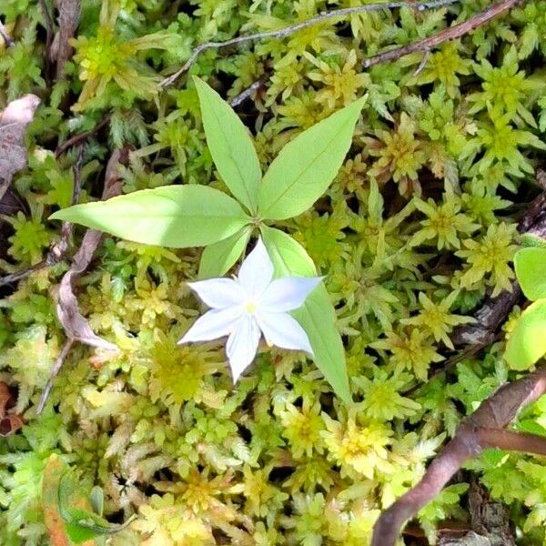 Lysimachia borealis Kvet