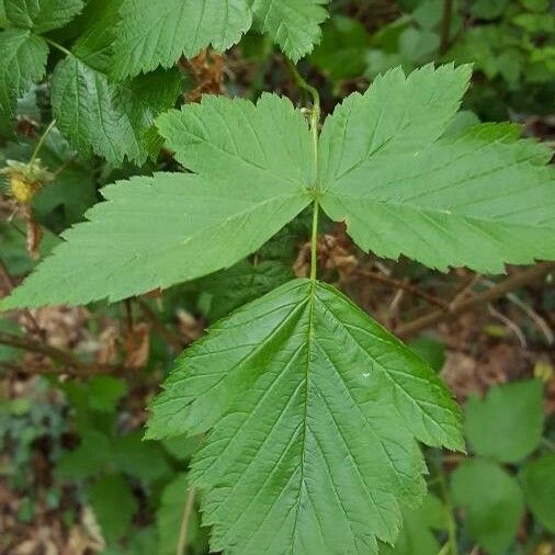 Rubus spectabilis برگ