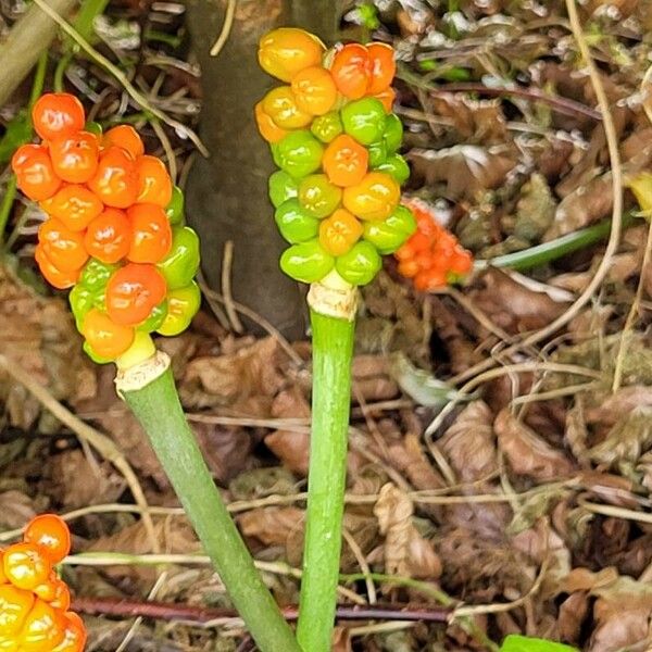 Arum cylindraceum 果実