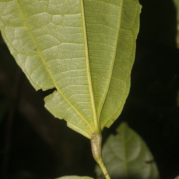 Hasseltia floribunda Leht