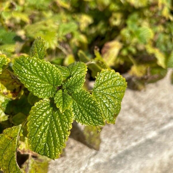 Mentha × rotundifolia Blatt