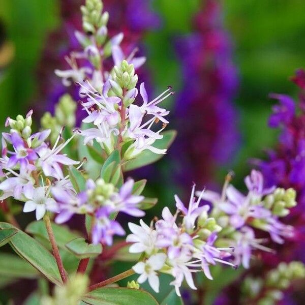 Veronica salicifolia ফুল