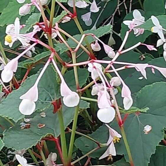 Begonia minor Fiore