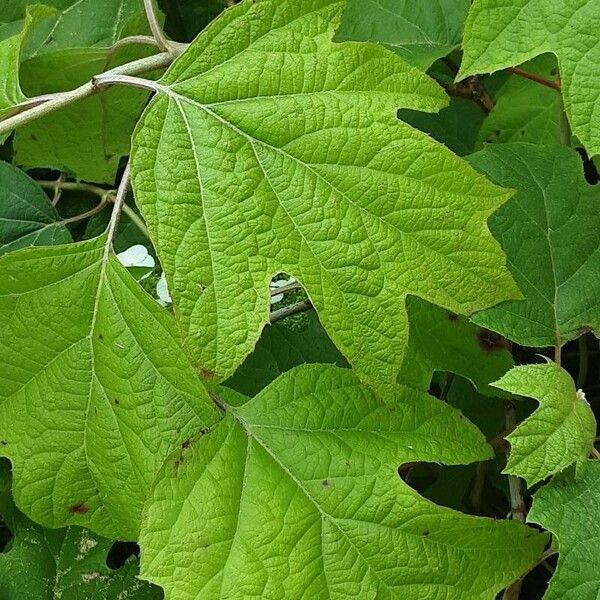 Hydrangea quercifolia Leaf