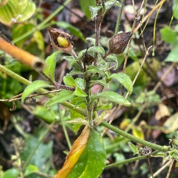 Silene dioica Leaf