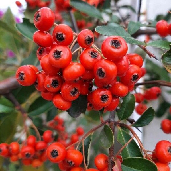 Pyracantha coccinea Froito