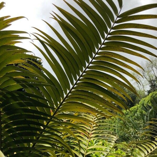 Ceratozamia mexicana Лист