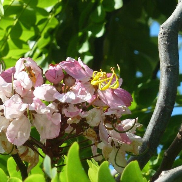 Cassia javanica Õis