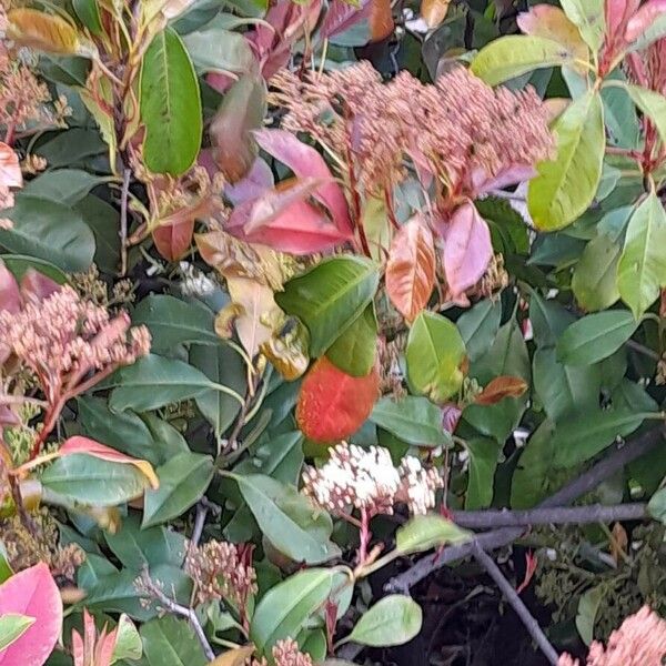 Photinia fraseri Habitat