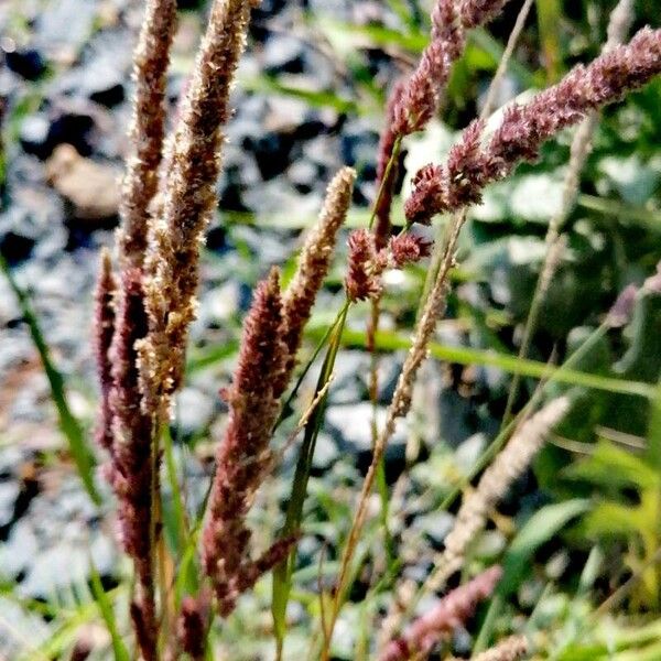 Polypogon viridis Deilen