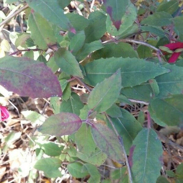 Fuchsia magellanica Fuelha