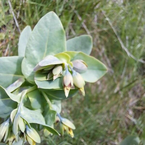 Cerinthe glabra Blomma