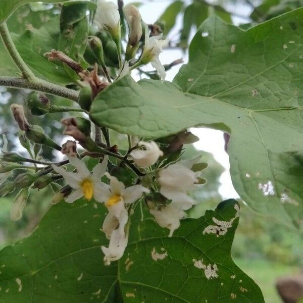 Solanum torvum 花