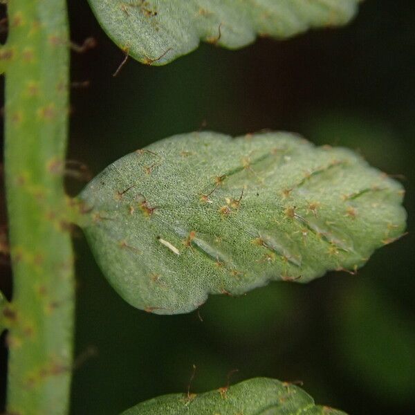 Asplenium barteri Blatt