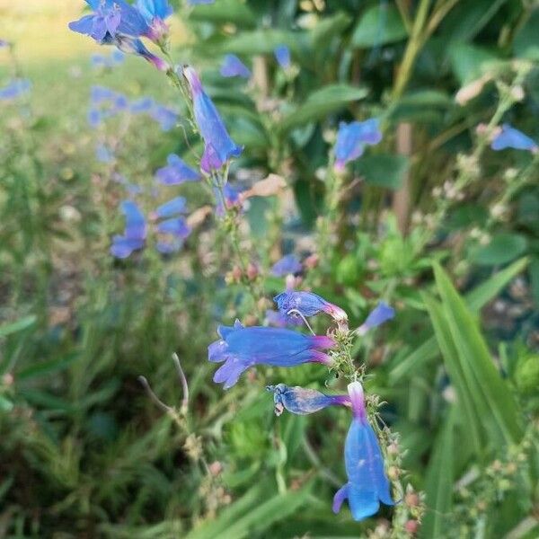 Penstemon albertinus Blomst