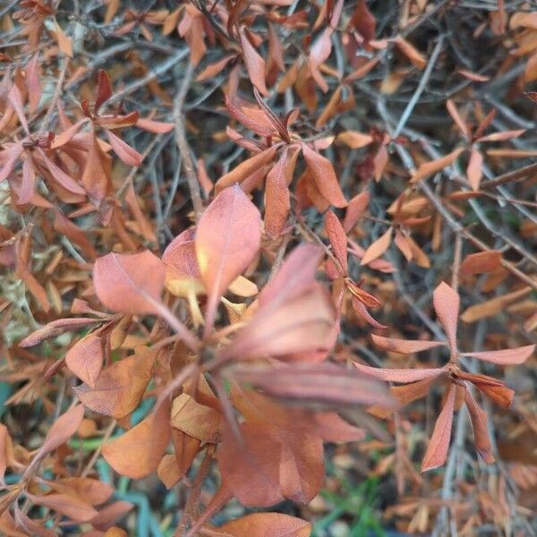 Myrica gale Blad