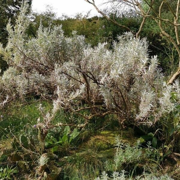 Artemisia cana आदत