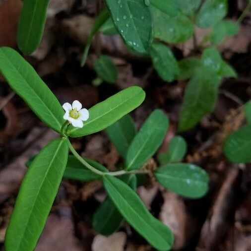 Euphorbia corollata অভ্যাস