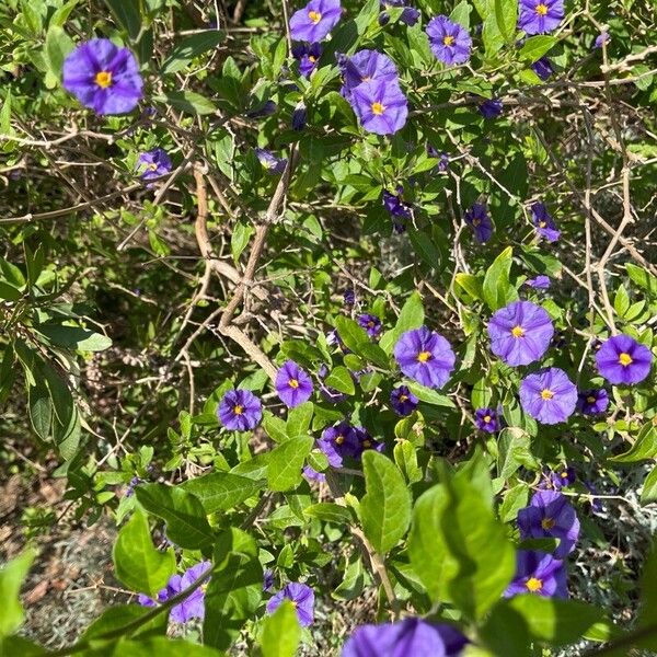 Lycianthes lycioides Flower