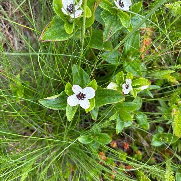 Cornus suecica Fiore