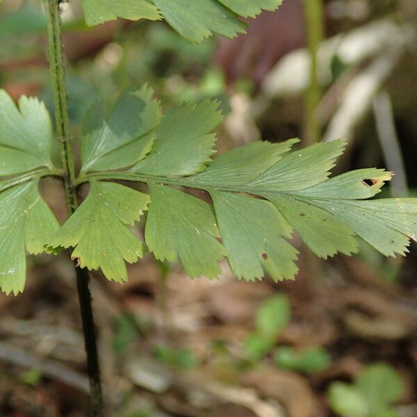 Asplenium buettneri Blad